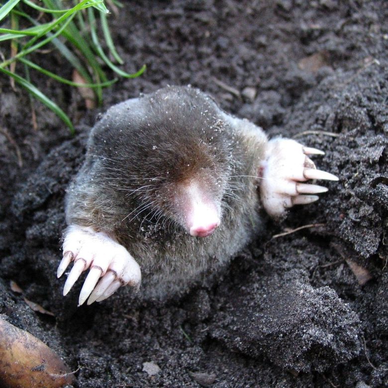 How to Get Rid of Moles in Your Yard?