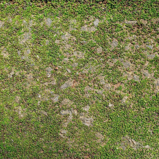 How to Get Rid of Moss in Lawn?