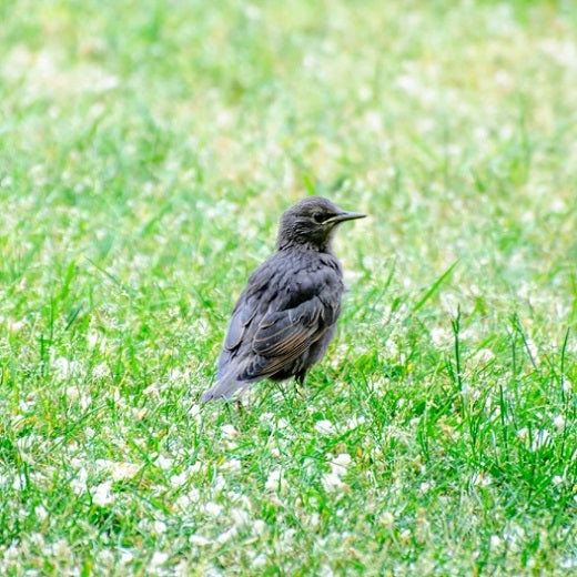 How to Keep Birds from Eating Grass Seed?
