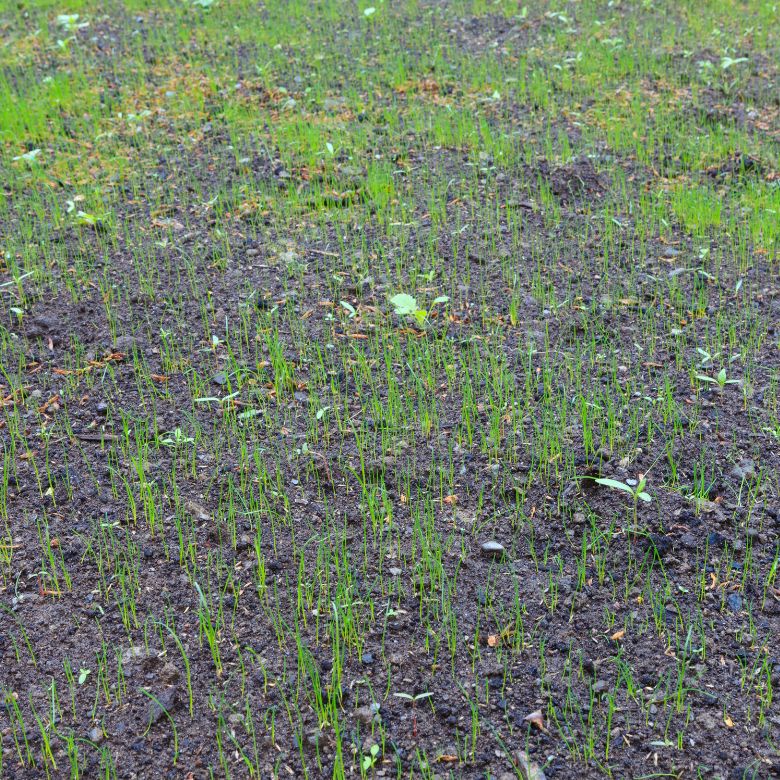 How to Plant Grass Seed?