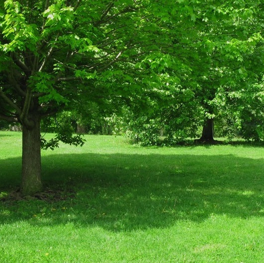 Best Grass for Shade in the UK