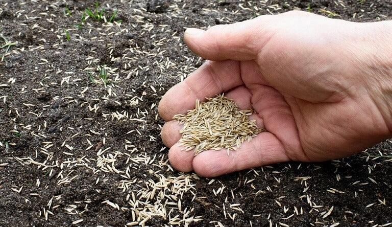 How Often to Water Grass Seed?