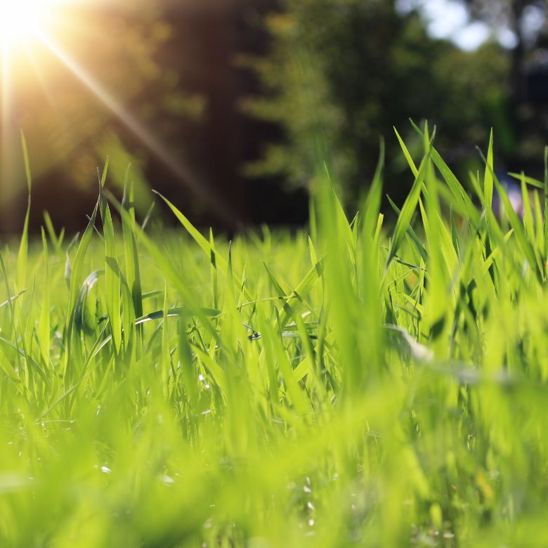 How to Take Care of Tall Fescue Grass in Summer?