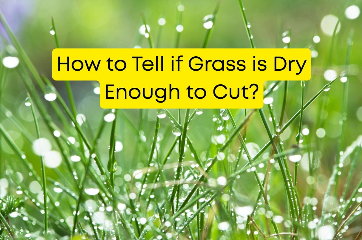 How to Tell if Grass is Dry Enough to Cut?