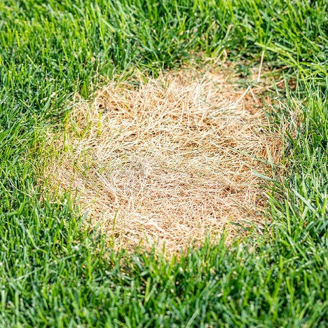 Why is My Grass Turning Yellow