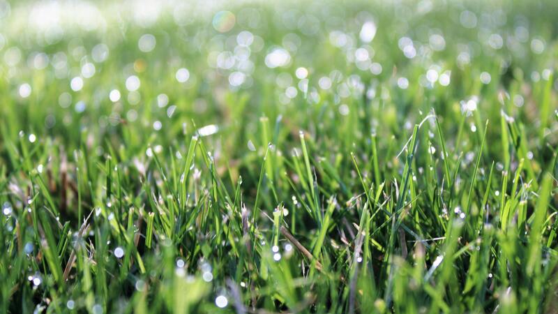 Can You Cut Wet Grass