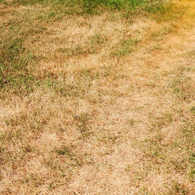 How to Fix Dead Grass?